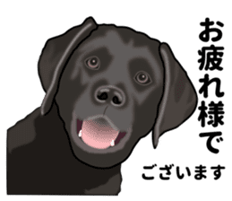 Everyday black Labrador(Honorific ed) sticker #11288041