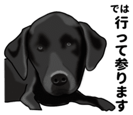 Everyday black Labrador(Honorific ed) sticker #11288043