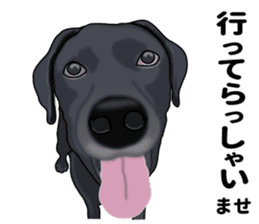Everyday black Labrador(Honorific ed) sticker #11288044