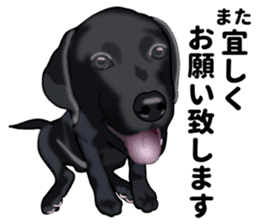 Everyday black Labrador(Honorific ed) sticker #11288046