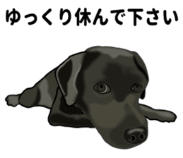 Everyday black Labrador(Honorific ed) sticker #11288048
