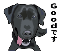 Everyday black Labrador(Honorific ed) sticker #11288051