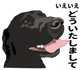 Everyday black Labrador(Honorific ed) sticker #11288056