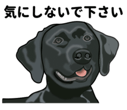 Everyday black Labrador(Honorific ed) sticker #11288057