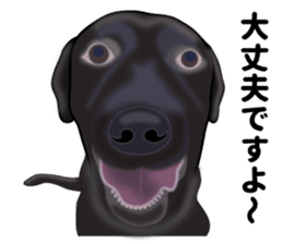 Everyday black Labrador(Honorific ed) sticker #11288058
