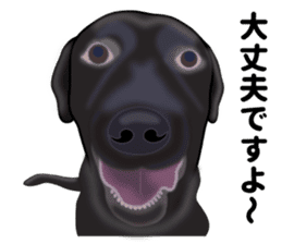 Everyday black Labrador(Honorific ed) sticker #11288058
