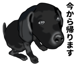 Everyday black Labrador(Honorific ed) sticker #11288060