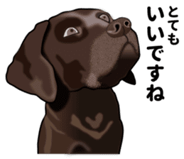 Everyday black Labrador(Honorific ed) sticker #11288061