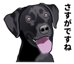 Everyday black Labrador(Honorific ed) sticker #11288062