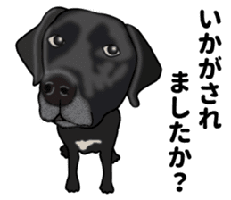 Everyday black Labrador(Honorific ed) sticker #11288063