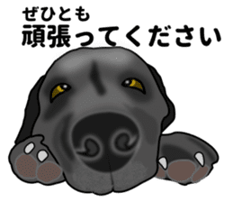 Everyday black Labrador(Honorific ed) sticker #11288066