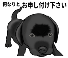 Everyday black Labrador(Honorific ed) sticker #11288067