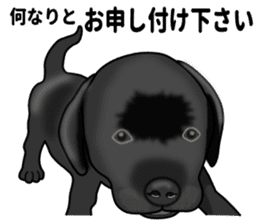 Everyday black Labrador(Honorific ed) sticker #11288067