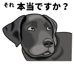 Everyday black Labrador(Honorific ed) sticker #11288071