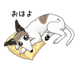 whippet ramu 1 sticker #11290873