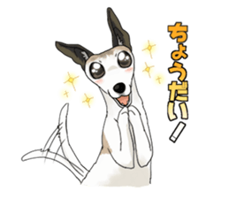 whippet ramu 1 sticker #11290878