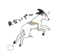 whippet ramu 1 sticker #11290888