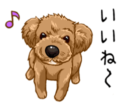 Buiyon : a lovely toy poodle sticker #11305880