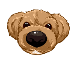 Buiyon : a lovely toy poodle sticker #11305881