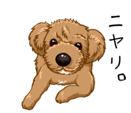 Buiyon : a lovely toy poodle sticker #11305882