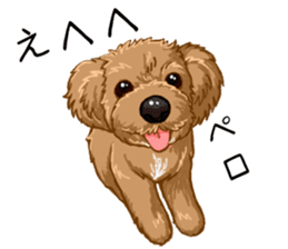 Buiyon : a lovely toy poodle sticker #11305883