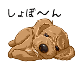 Buiyon : a lovely toy poodle sticker #11305884