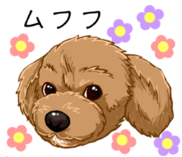 Buiyon : a lovely toy poodle sticker #11305885