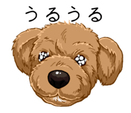 Buiyon : a lovely toy poodle sticker #11305888