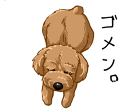 Buiyon : a lovely toy poodle sticker #11305890