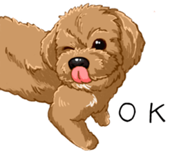 Buiyon : a lovely toy poodle sticker #11305893