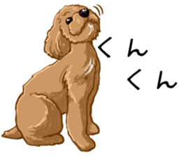 Buiyon : a lovely toy poodle sticker #11305898