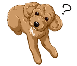 Buiyon : a lovely toy poodle sticker #11305899