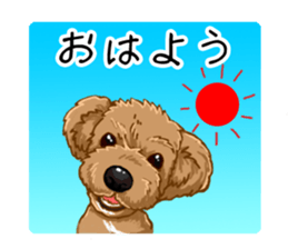 Buiyon : a lovely toy poodle sticker #11305900