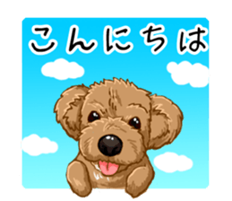 Buiyon : a lovely toy poodle sticker #11305901