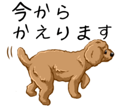 Buiyon : a lovely toy poodle sticker #11305904