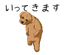 Buiyon : a lovely toy poodle sticker #11305905