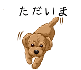 Buiyon : a lovely toy poodle sticker #11305906
