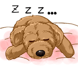 Buiyon : a lovely toy poodle sticker #11305909