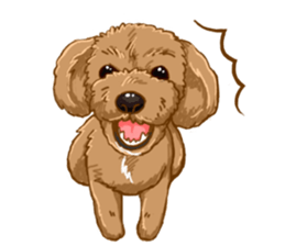 Buiyon : a lovely toy poodle sticker #11305910