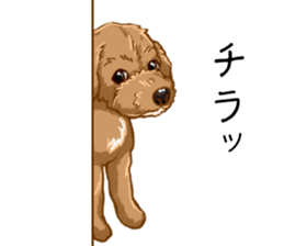 Buiyon : a lovely toy poodle sticker #11305911