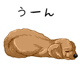 Buiyon : a lovely toy poodle sticker #11305913