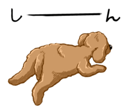 Buiyon : a lovely toy poodle sticker #11305917