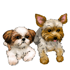 Yorkshire Terrier and Shih Tzu