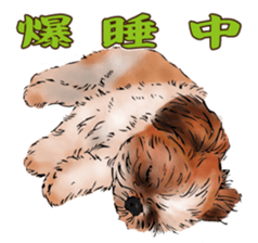 Yorkshire Terrier and Shih Tzu sticker #11313412