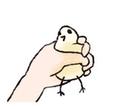 Birds Appeal in Silence -Transform- sticker #11319875