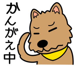 Norwich Terrier sticker #11322989