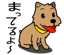 Norwich Terrier sticker #11323004