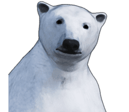 Poler bear (Ursus maritimus) sticker (E) sticker #11326464