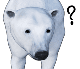 Poler bear (Ursus maritimus) sticker (E) sticker #11326484