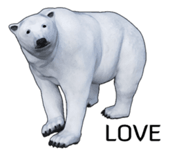 Poler bear (Ursus maritimus) sticker (E) sticker #11326487